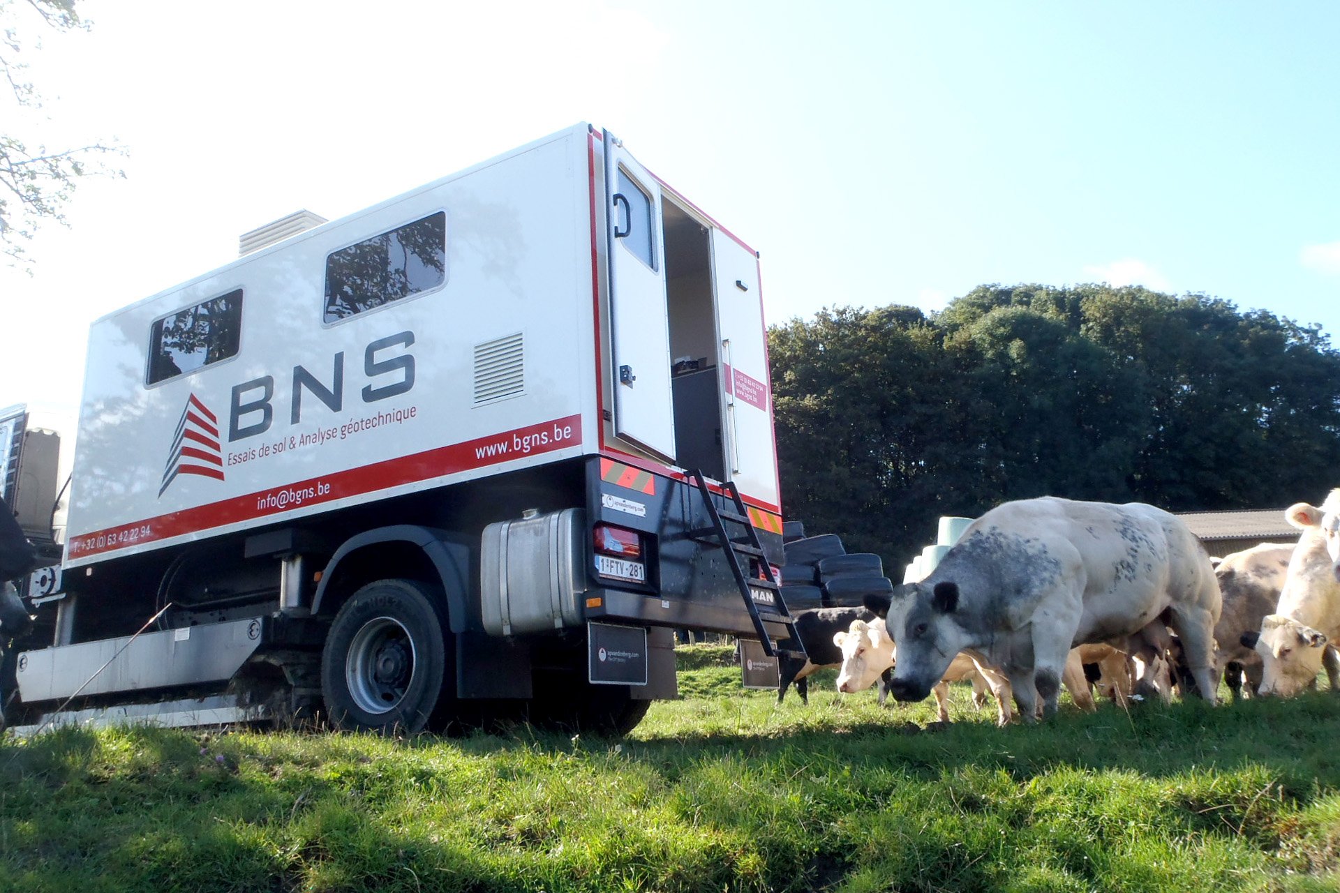 camion bns dans un champs de vache
